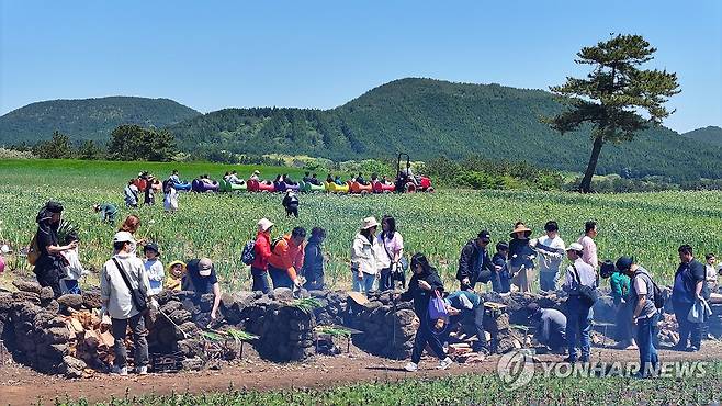 보롬왓 '파릇파릇 대파축제' (서귀포=연합뉴스) 박지호 기자 = 4일 오전 제주 서귀포시 표선읍 성읍리 보롬왓 농장에서 열린 '파릇파릇 대파축제'에서 입장객들이 직접 수확한 대파를 장작불에 구워 먹고 있다. 2025.5.4 jihopark@yna.co.kr