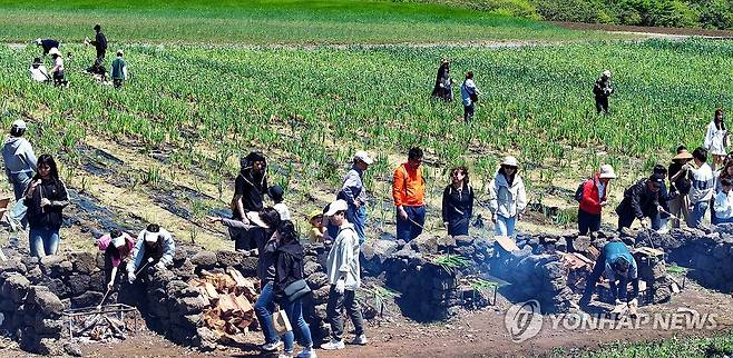 보롬왓 '파릇파릇 대파축제' (서귀포=연합뉴스) 박지호 기자 = 4일 오전 제주 서귀포시 표선읍 성읍리 보롬왓 농장에서 열린 '파릇파릇 대파축제'에서 입장객들이 직접 수확한 대파를 장작불에 구워 먹고 있다. 2025.5.4 jihopark@yna.co.kr