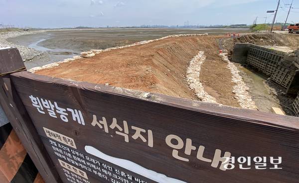 2일 오전 인천시 중구 영종도 동강천 인근 해안순환도로 공사현장 한켠에 멸종위기 야생생물 II급이자 인천 깃대종 흰발농게 서식지 알림판이 임시로 놓여져 있다. 알림판 뒤쪽 가물막이가 설치된 곳은 원래 흰발농게가 서식하는 갯벌 지역이다. 2025.5.2 /조재현기자 jhc@kyeongin.com