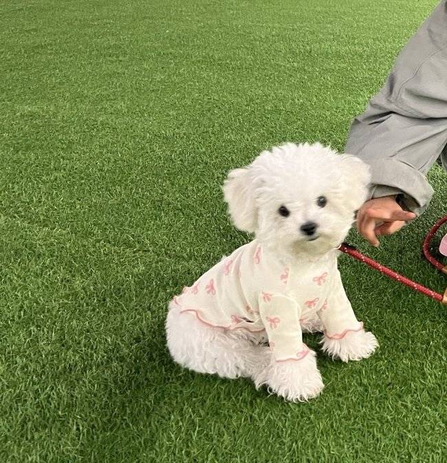 IMG_2316.jpeg 오늘도 해피해피한 우리 강아지