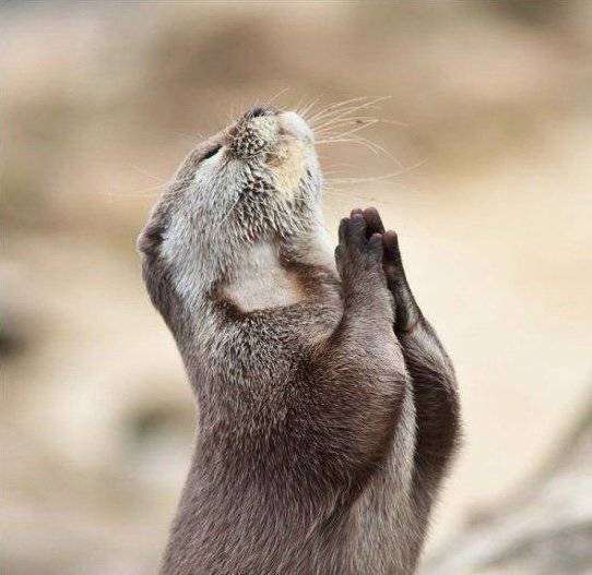 기도하는 수달의 축복 기도하는 수달의 축복