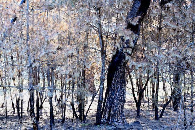 화마가 할퀴고 지나간 경북 안동 개호송 숲의 소나무 잎사귀들이 누렇게 말라가며 비현실적인 기이한 풍경을 자아내고 있다.