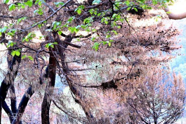 화마가 할퀴고 지나간 경북 안동 개호송 숲의 소나무 잎사귀들이 누렇게 말라가며 비현실적인 풍경을 자아내고 있다.