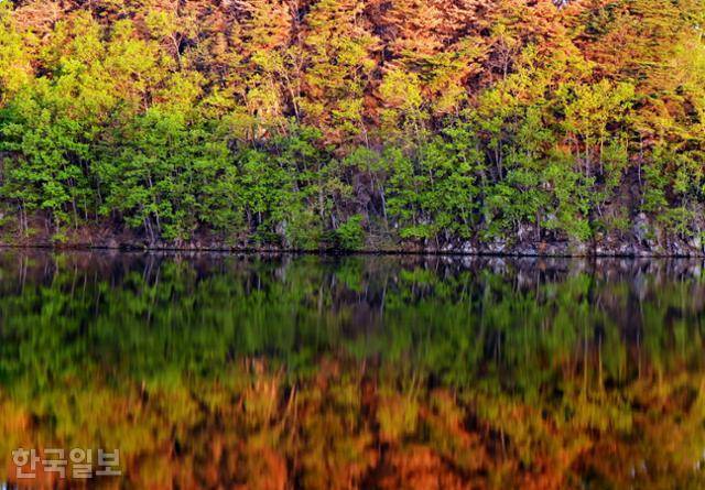 경북 안동 백운정 주변에 검게 타버린 나무와 마른 가지들이 이른 새벽 햇살에 가을 단풍처럼 붉게 물들어 충격적인 광경을 연출하고 있다.