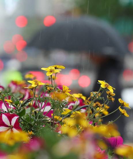 전국적으로 비가 내린 지난 1일 서울 종로구 세종로사거리에 심어진 화단 뒤로 우산을 쓴 시민이 길을 지나고 있다. [사진=연합뉴스]