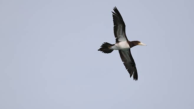 오늘(5일) 오전 제주도 구좌읍 상공에서 발견된 '갈색얼가니새' (사진, 다큐제주)