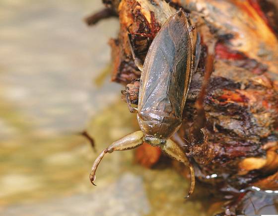 습지에 서식하는 물장군. 사진 국립생물자원관