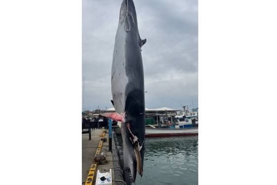 혼획된 밍크고래. 사진 포항해양경찰서