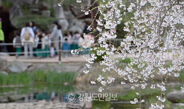 ▲ 포근한 봄 날씨를 보인 16일 춘천 강원도립화목원에서 어린이들이 나들이를 하고 있다. 방도겸