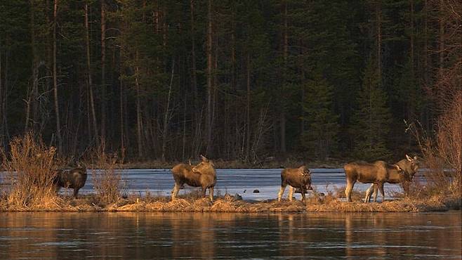 스웨덴 북부의 말코손바닥사슴 무리. /사진=AP
