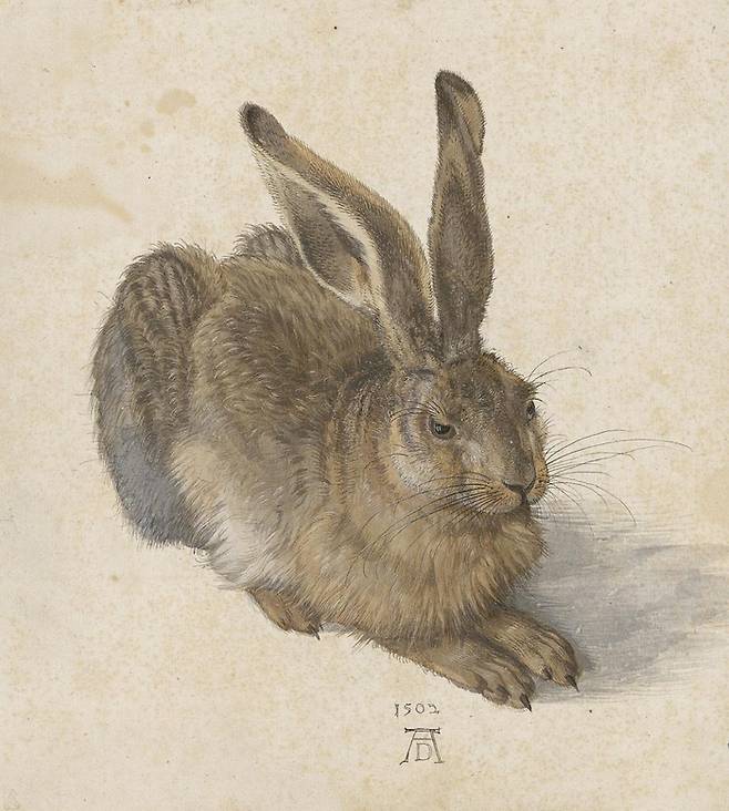 Albrecht Dürer [Hare], 1502 ©The Albertina Museum