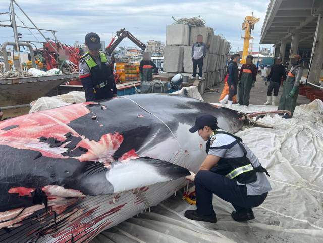 5일 오후 포항시 남구 호미곶면 앞바다에서 그물에 걸려 죽은 채 발견된 밍크고래를 해양경찰관이 조사하고 있다. [사진 = 포항해양경찰서]