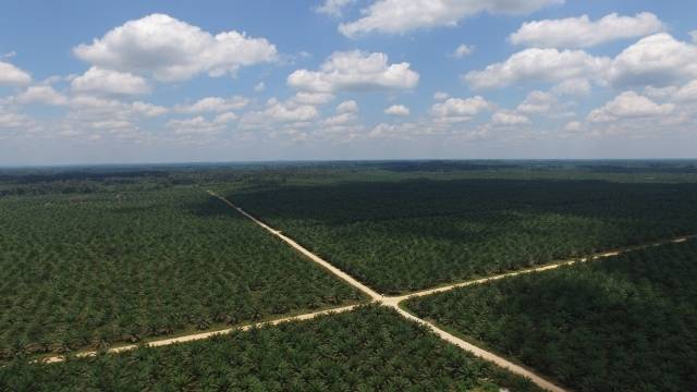 LX인터내셔널의 인도네시아 팜공장 남부 전경. [LX인터내셔널 제공]