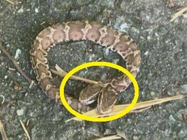 일본에서도 몸통 하나에 머리가 두 개 달린 독사가 발견돼 화제다. RKB마이니치방송