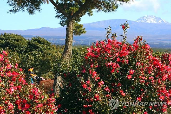 제주 카멜리아힐 [연합뉴스 자료 사진]