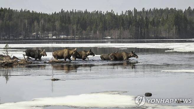 강을 건너는 말코손바닥사슴 무리 [SVT/AP=연합뉴스 자료사진]
