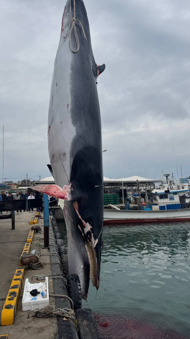 포항해양경찰서는 5일 포항시 남구 호미곶 강사 동방 약 2해리 해상에서 어선 A호(7.93톤급)로부터 양망작업 중 고래 혼획 신고를 접수했다. 혼획된 고래는 길이 7m 67cm, 둘레 4m로 측정되었으며, 국립수산과학원 고래연구센터에 의뢰한 결과 암컷 밍크고래로 확인됐다. 연합뉴스