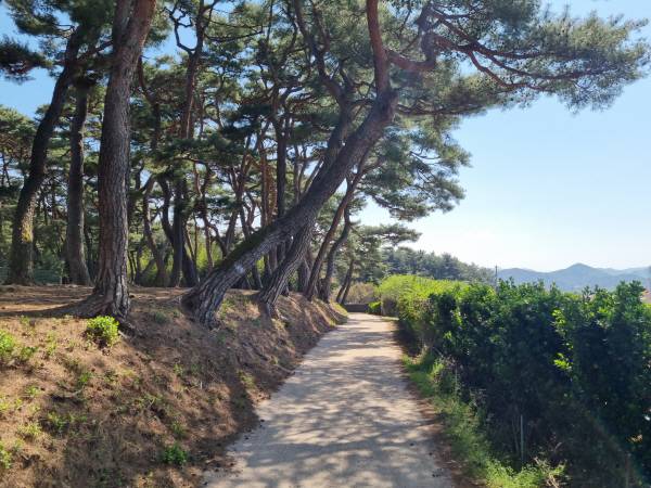 지마왕릉에서 삼릉으로 연결된 구간 모습. 황기환 기자 hgeeh@kyongbuk.com