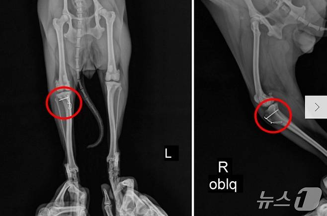 슬개골 수술을 받은 강아지 엑스레이 사진(원헬스동물의료센터 제공) ⓒ 뉴스1