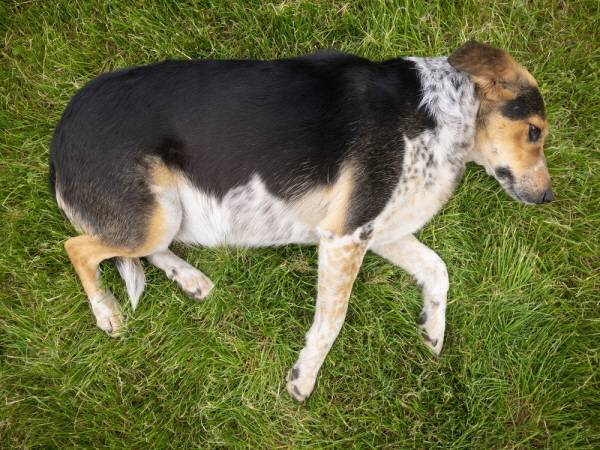 평소 활발하던 반려견이 유난히 처지고 배가 부풀어 보인다면 담관염일 가능성도 있어 주의가 필요하다./사진=게티이미지뱅크
