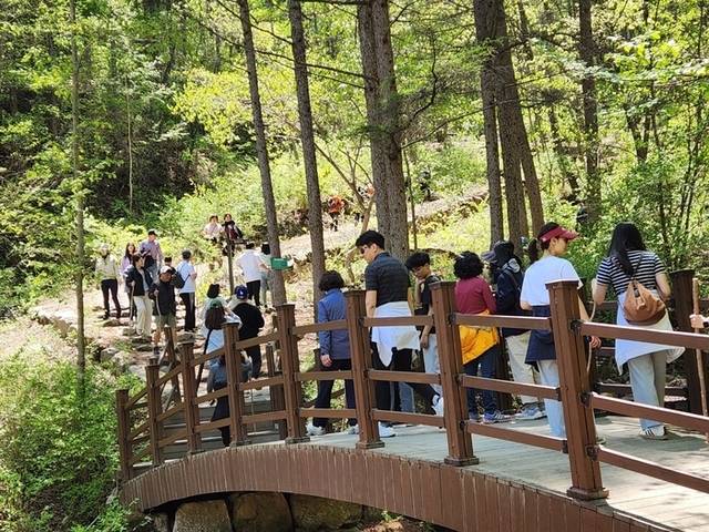 ▲ 인제군 인제읍 원대리 자작나무숲에 6일 탐방객들의 발걸음이 이어지고 있다. 인제국유림관리소 제공