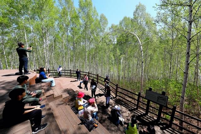 ▲ 인제군 인제읍 원대리 자작나무숲에 6일 탐방객들의 발걸음이 이어지고 있다. 인제군 제공