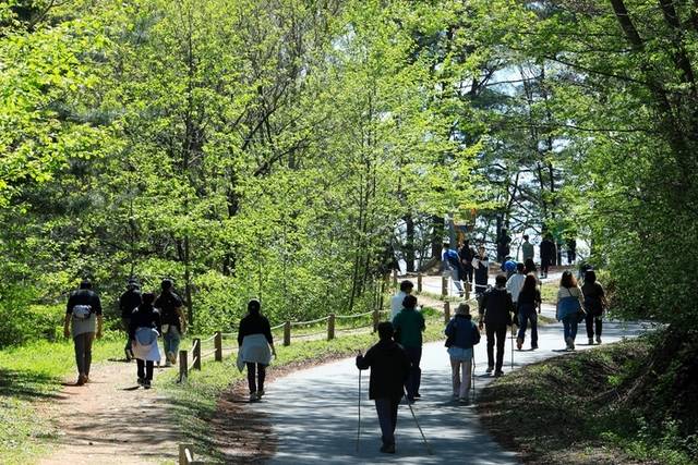 ▲ 인제군 인제읍 원대리 자작나무숲에 6일 탐방객들의 발걸음이 이어지고 있다. 인제군 제공