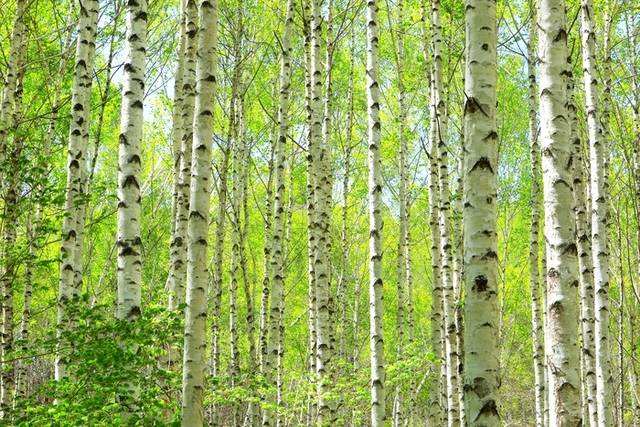 ▲ 6일 인제군 인제읍 원대리 자작나무숲이 자작나무에 연둣빛 새 잎이 돋아나 신선하고 아늑한 풍경을 만들어 내고 있다. 인제군 제공