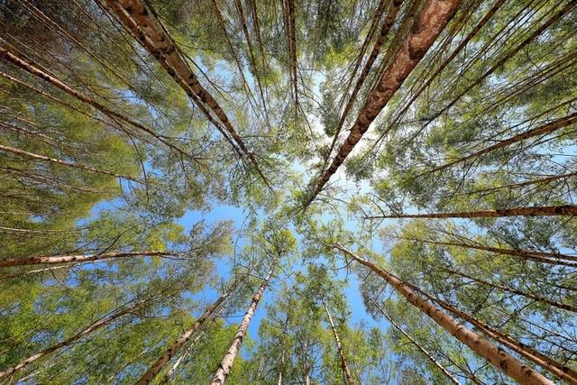 ▲ 6일 인제군 인제읍 원대리 자작나무숲이 자작나무에 연둣빛 새 잎이 돋아나 신선하고 아늑한 풍경을 만들어 내고 있다. 인제군 제공