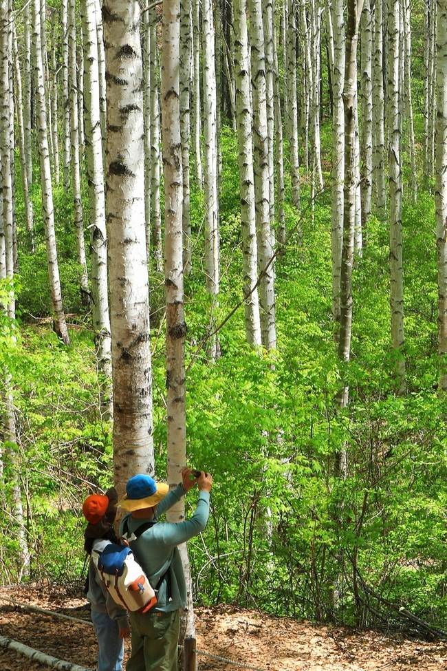 ▲ 인제군 인제읍 원대리 자작나무숲에 6일 탐방객들의 발걸음이 이어지고 있다. 인제군 제공