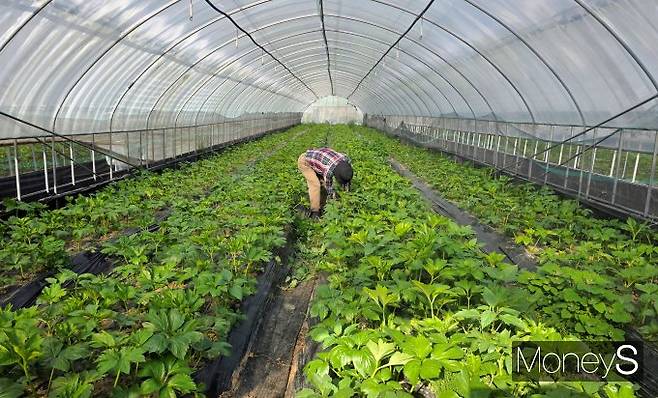 명일엽밭에서 김을 매고 있는 원대일 대표. /사진=황정원 기자