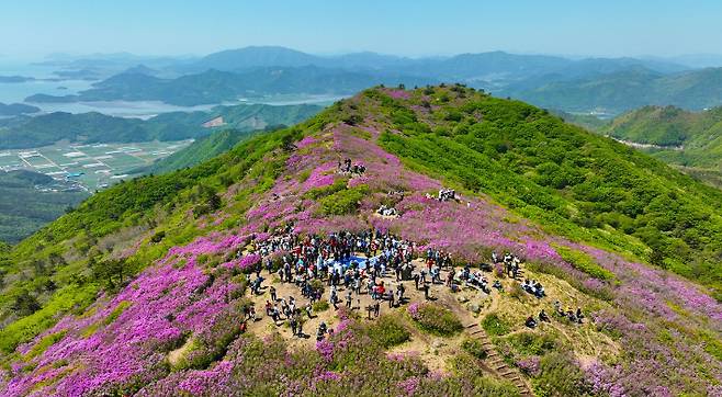 보성 일림산 철쭉 축제. 보성군 제공