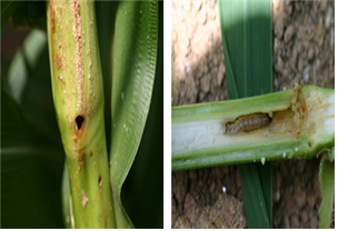 조명나방으로 피해를 본 옥수수 줄기 모습. 농존진흥청