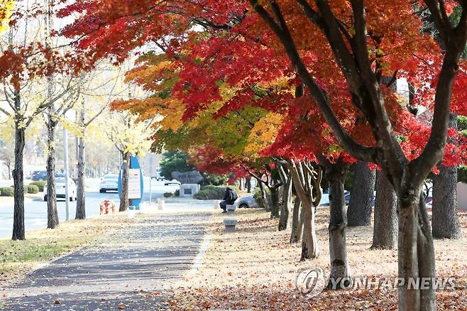 경주 보문단지 단풍길 (경주=연합뉴스) 손대성 기자 = 10일 경북 경주 보문관광단지 가로수가 단풍이 든 가운데 한 관광객이 의자에 앉아 있다. 2022.11.10 sds123@yna.co.kr