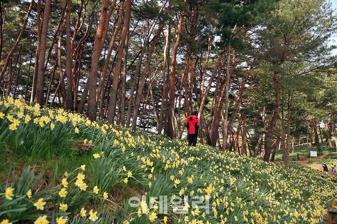 수선화가 만발한 충남 서산의 유기방가옥