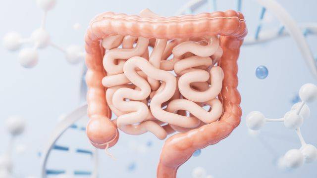 장은 '제2의 뇌'로 불린다｜출처: 클립아트코리아