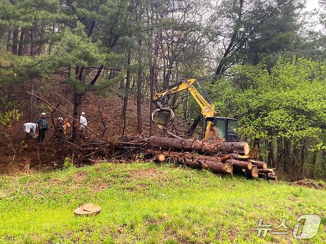 소나무재선충병 확산을 막기 위한 긴급방제 모습(경기 가평군 제공. 재판매 및 DB 금지)/뉴스1