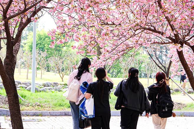 대구대 경산캠퍼스 건물 뒤에 활짝 핀 벚꽃을 배경으로 학생과 시민들이 사진을 찍고 있다. 기사 내용과는 무관한 사진./연합뉴스
