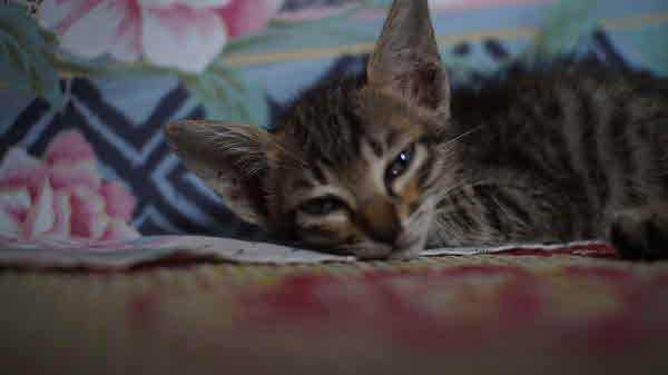 고양이의 설사나 식욕 부진 같은 증상은 범백의 신호일 수 있어, 특히 새끼 고양이는 각별한 주의가 필요하다./사진=게티이미지뱅크