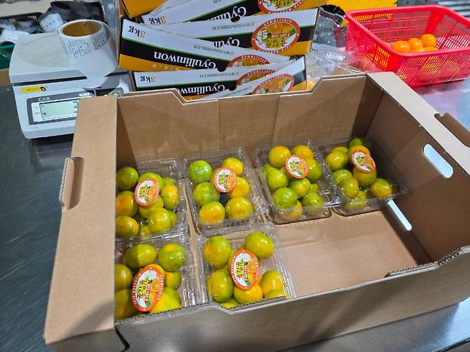 브랜드 라벨 ‘귤림원’을 부착한 하우스감귤 소포장 제품이 박스에 담겨 출하를 기다리고 있다. GAP인증과 당도 선별을 거쳐 이마트에 납품된다. (제주농협 제공)