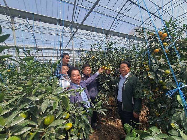 감귤 수확 현장을 방문한 제주감귤농협 관계자들이 남원읍 위미리 조합원 과수원에서 고당도 하우스감귤을 확인하고 있다. (제주농협 제공)