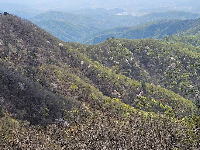 우정봉 오르는 길의 바위봉에서 본 풍경. 산사면이 온통 연두의 바다가 펼쳐진다. 다정한 연둣빛 사이에서 산벚꽃이 봄의 화룡점정을 찍는다.