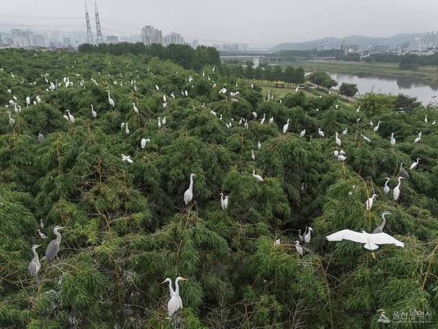 울산 태화강 대숲에 여름철새  백로들이 서식을 하고 있다. 울산시청 제공