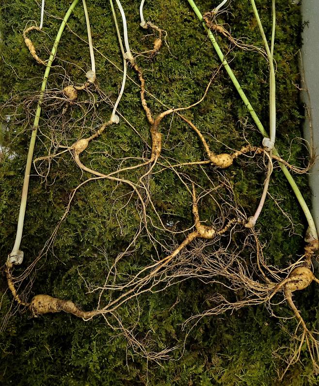 경남 함양출신 약초꾼 황수철(66)씨가 지리산 자락에서 70년근 이상이 추정되는 천종산삼 30뿌리를 발견했다.[황수철씨 제공]