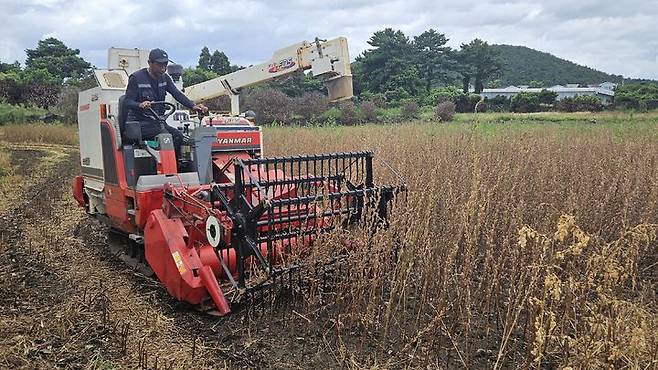 [제주=뉴시스] 제주도 농업기술원은 참깨 수확 소요 시간을 단축하기 위해 콤바인으로 수확이 가능한 신품종 '하니올' 실증 재배를 한다. (사진=제주도 제공) 2025.05.07. photo@newsis.com *재판매 및 DB 금지