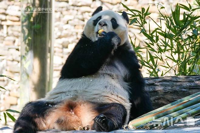 [베이징=뉴시스] 중국 자이언트판다보호연구센터 쓰촨성 워룽중화자이언트판다원 선수핑기지는 25일 소셜미디어(SNS) 위챗 공식 계정을 통해 푸바오 관람 재개 소식과 함께 푸바오의 사진을 공개했다.(사진=쓰촨성 워룽중화자이언트판다원 선수핑기지 위챗 갈무리) 2025.03.25 photo@newsis.com