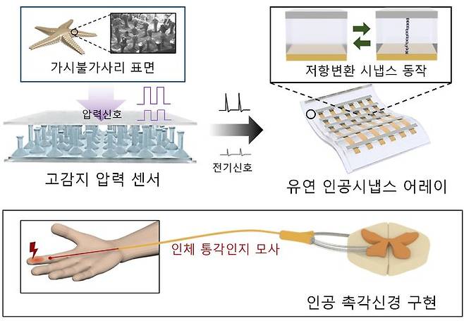 연구 관련 이미지. (사진=서울시립대 제공) *재판매 및 DB 금지