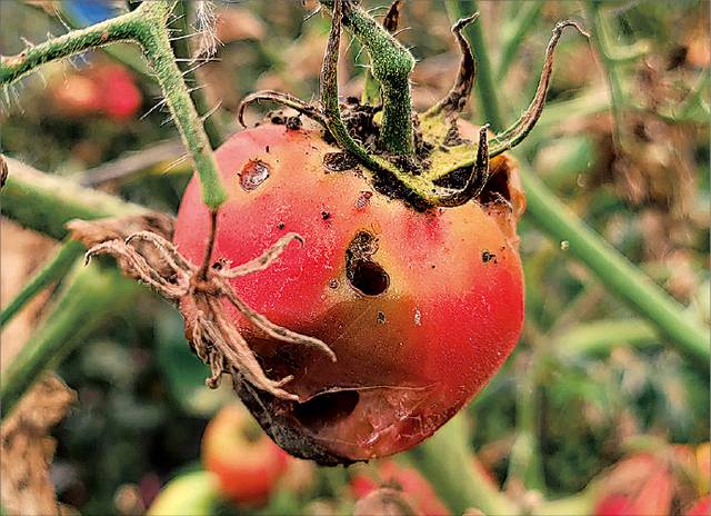 지난해 토마토뿔나방 피해를 본 토마토.