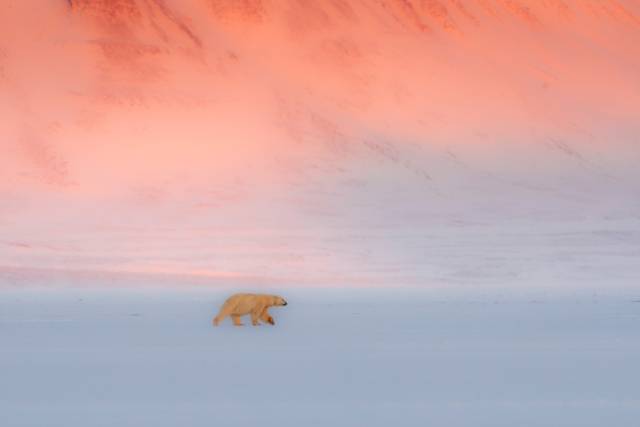 멸종위기종을 담은 이탈리아 작가 마르코 가이오티의 2018년 작품. 사진 제공=충무아트센터