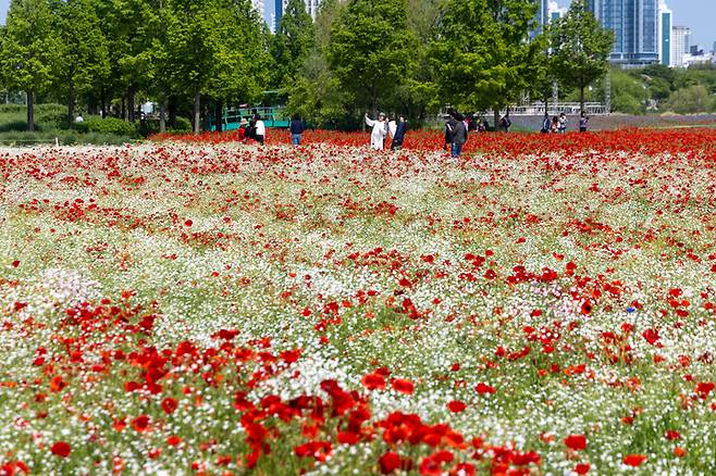 꽃양귀비와 안개꽃이 활짝 핀 태화강국가정원. 울산매일 포토뱅크